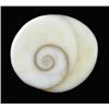 Image 1 : 13.42ct Rare Gomti Chakra Shell (GEM-20790)