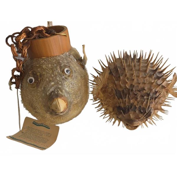 Shellworld Hawaii Dried Puffer Fish Pair