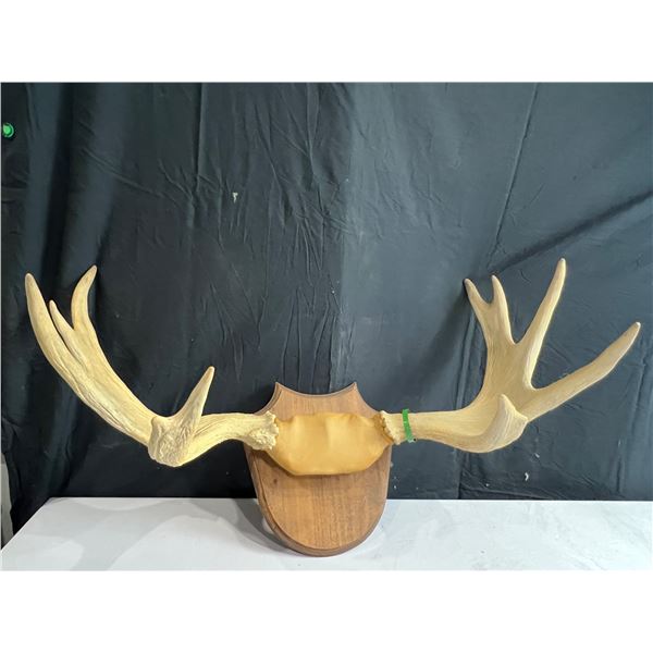 Mounted Antlers