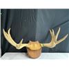 Image 1 : Mounted Antlers