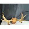 Image 2 : Mounted Antlers