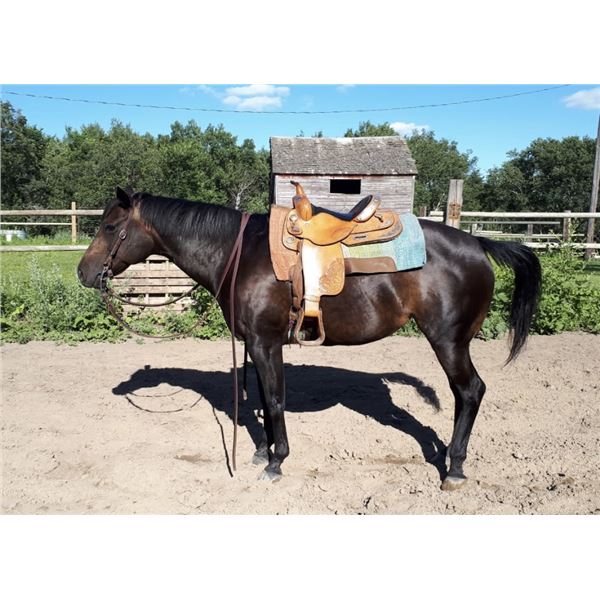 16 Year Old Mare
