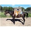 Image 1 : 16 Year Old Mare