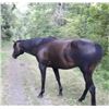 Image 2 : 16 Year Old Mare