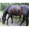 Image 3 : 16 Year Old Mare
