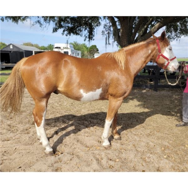 16 Year Old Gelding