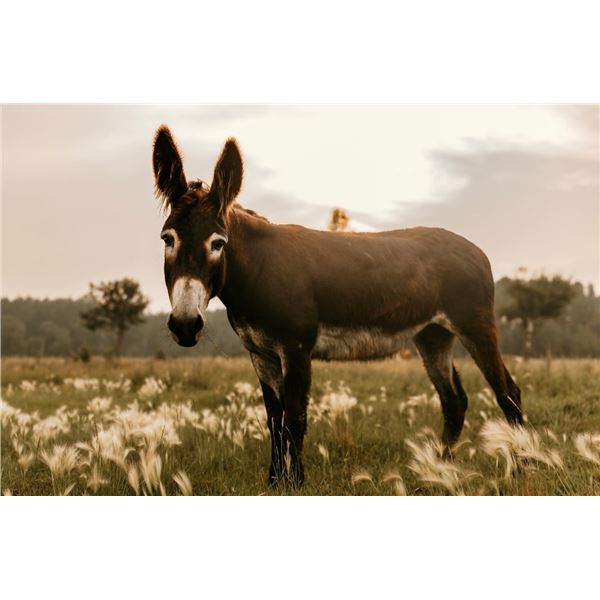 5 year old Jenny donkey