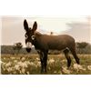 Image 1 : 5 year old Jenny donkey