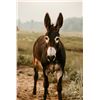 Image 2 : 5 year old Jenny donkey