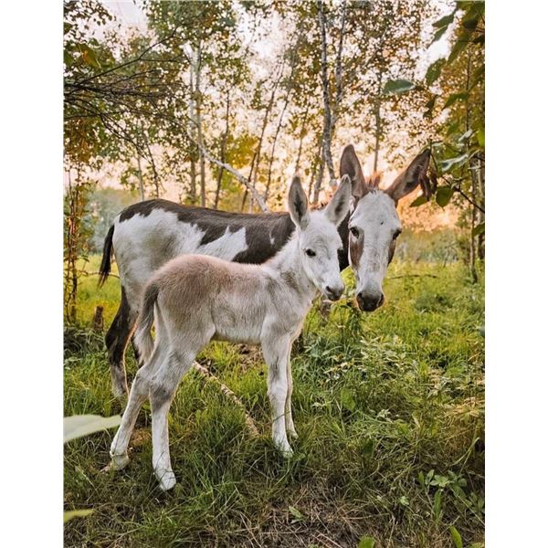 Jenny & Jack donkey Pair