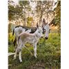 Image 1 : Jenny & Jack donkey Pair