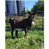 Image 1 : Jenny & Foal Donkey Pair