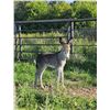 Image 2 : Jenny & Foal Donkey Pair