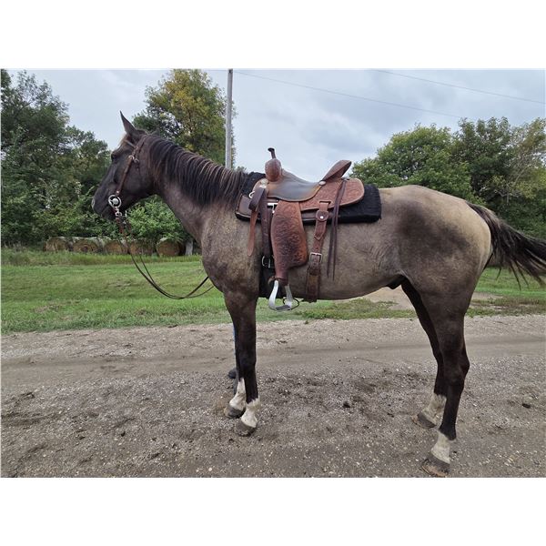 “Moose” 8 year old gelding