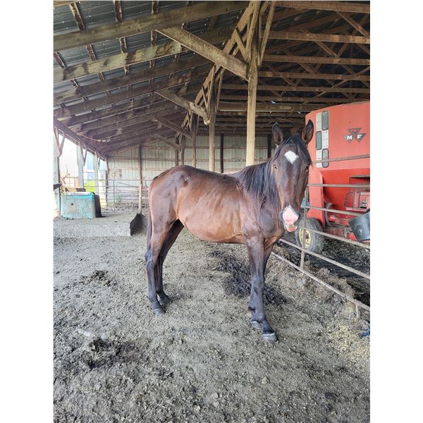 3 Year Old Grade Gelding