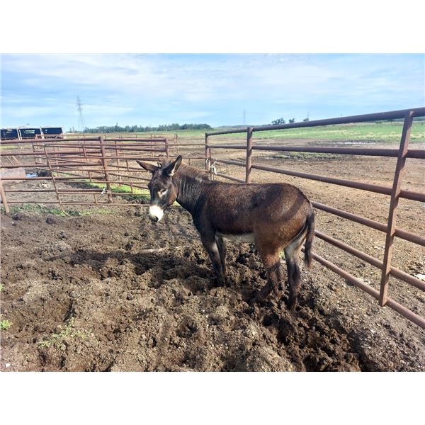 10 year old Standard Donkey