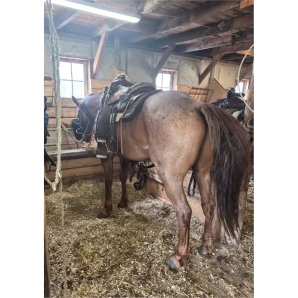 5 Year old Honest Gelding