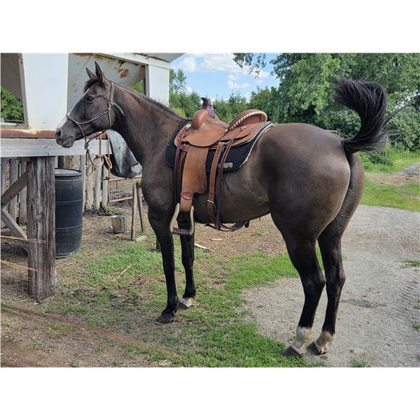 "Julie" 17 yr old grade (quarter horse) mare