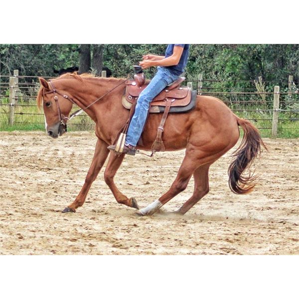 "Sparky" 3 year old filly