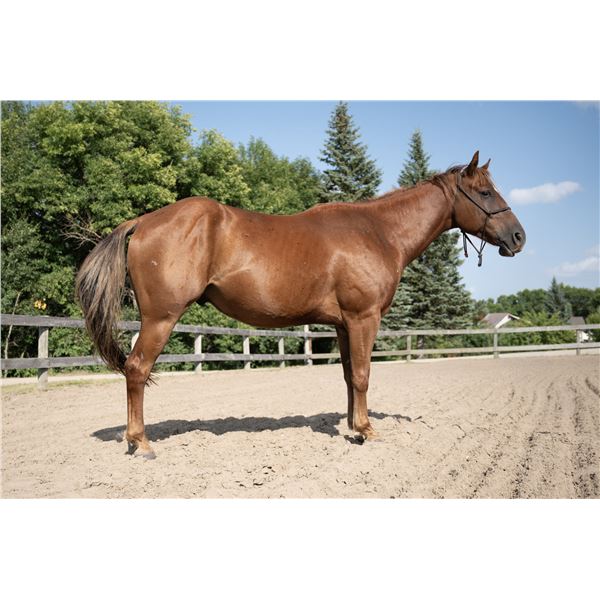 "Juice" 4-Year-Old AQHA Gelding