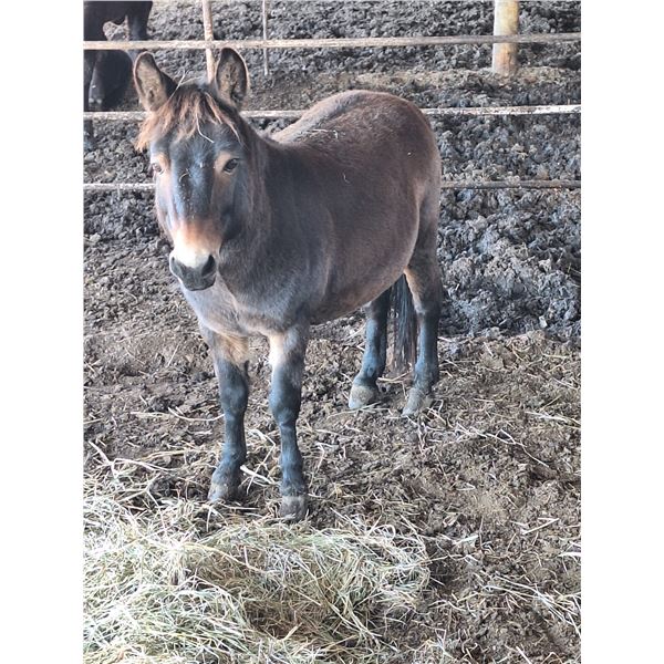 "Eduardo" 3 year old Mule