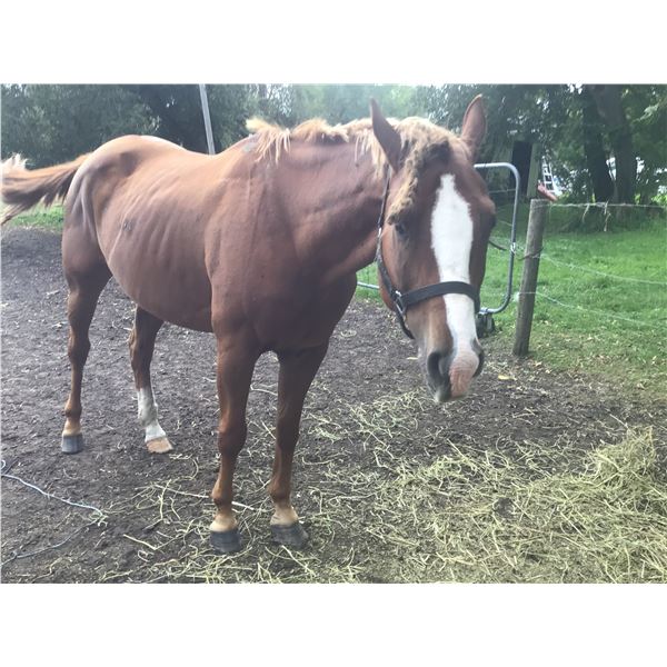 "Hanna" 7 Year old Mare