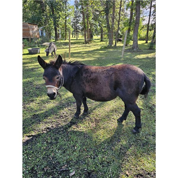 "Molly" 5 year old Mini Mule