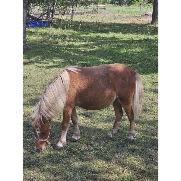 "Ruby" 4 year old Mini Mare