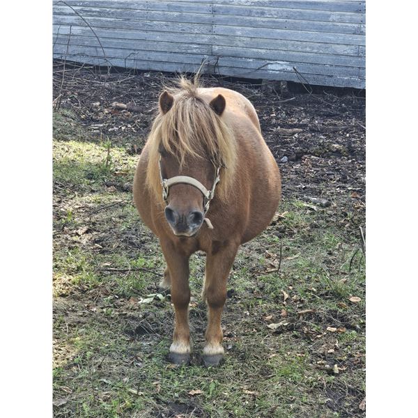 "Ginger" 5 year old Mini Mare
