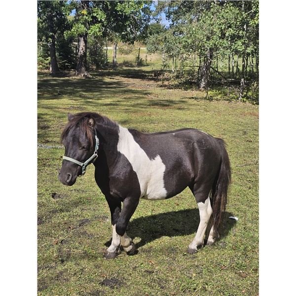 "Yazrah Jazz"  2 year-old registered paint mini Stud