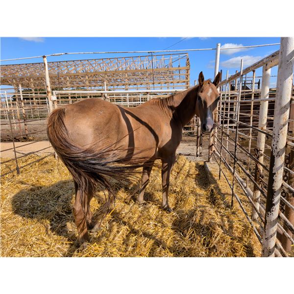 Gelding
