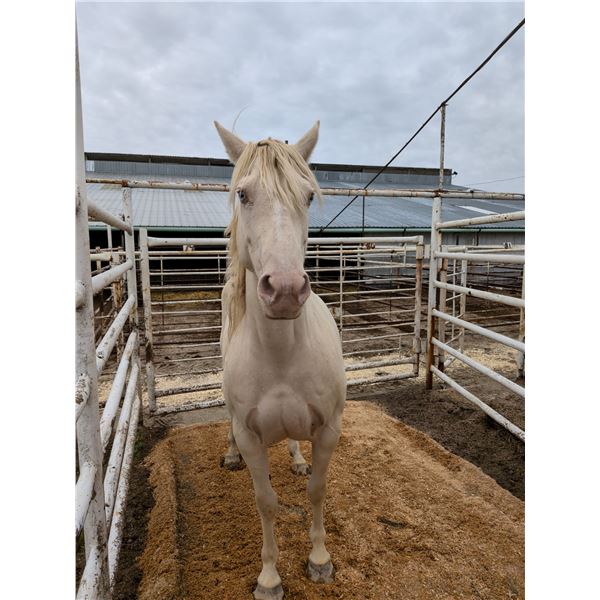 10 year old Broodmare