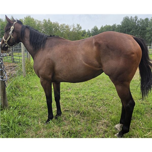 5 year old grade Mare