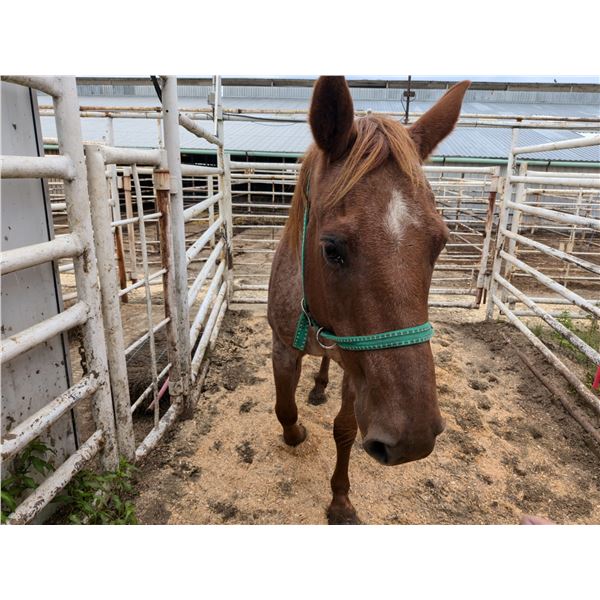 "Antea" 15 year old Gelding