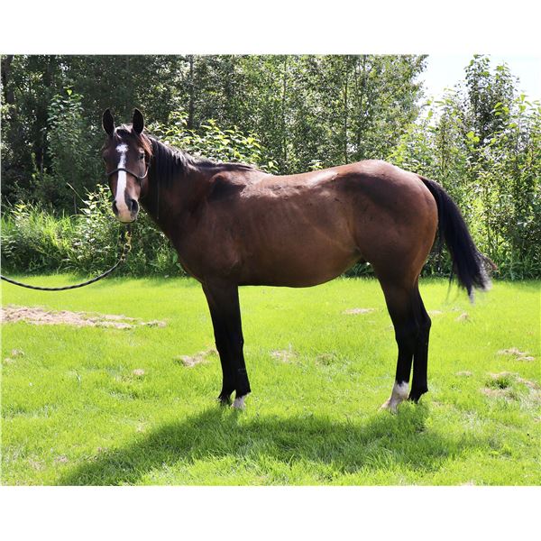 Eye Take Chances (Bear) 4 year old started Gelding.