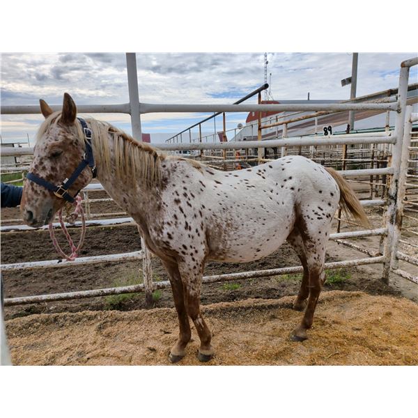 21 Year old Mare