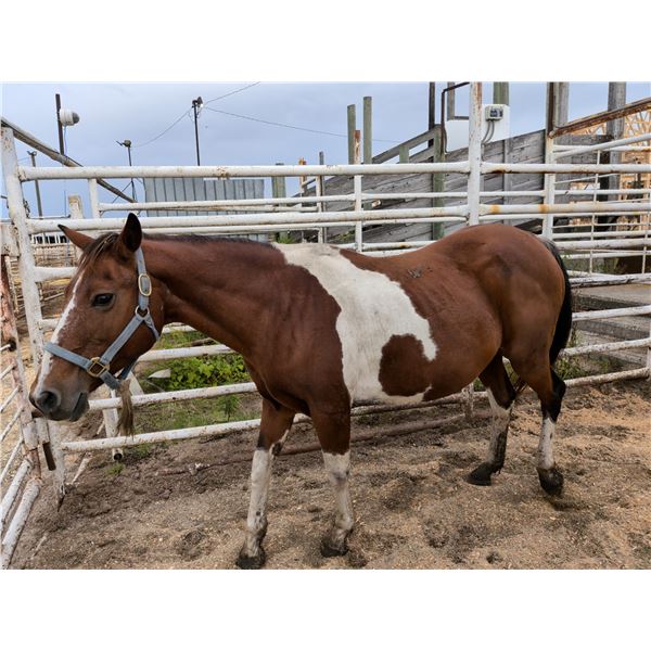 16 year old Mare