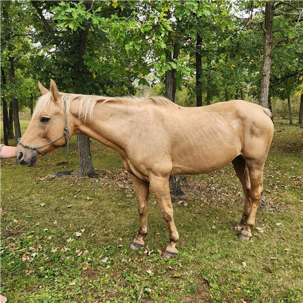 23 year old Gelding