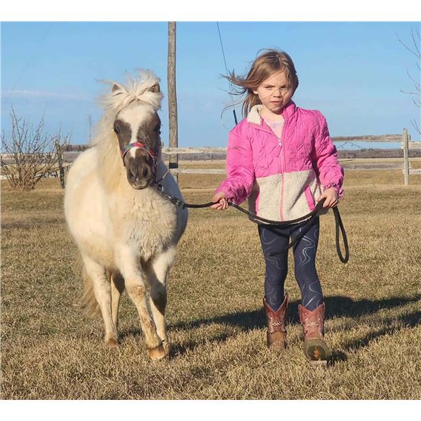 "Tidbit" 2025 Miniature Filly 35 inches
