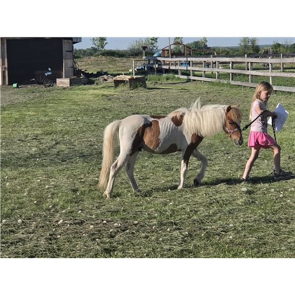 "Iceman" 2025 Minature Gelding 35 inches