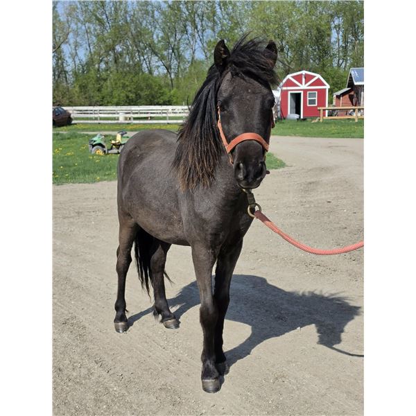 "Drifter" 2024 Minature Gelding 37 inches