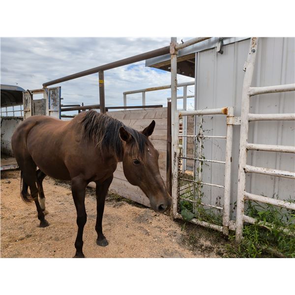 17 year old Mare