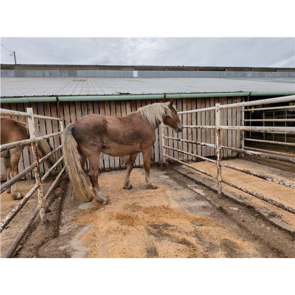 11 year old Mare in Foal
