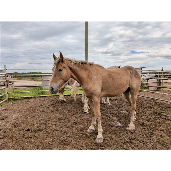 2 year old Mare 7 weeks in foal