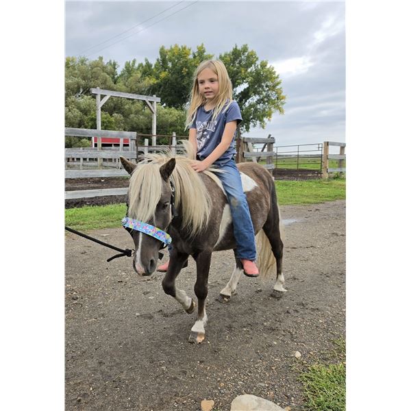 "Little Man" 3 year old Mini Gelding 39 inches