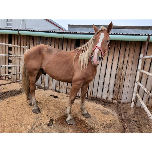 6 year old Belgian gelding