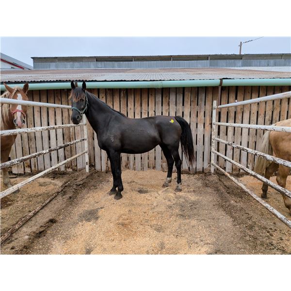 10 year old mare.