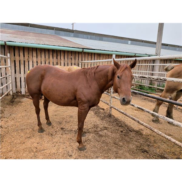 7 year old qh mare