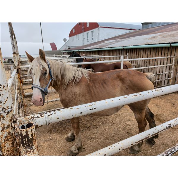 Gentle giant Belgian mare