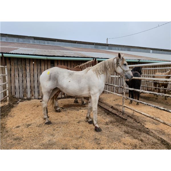 7 year old draft cross mare